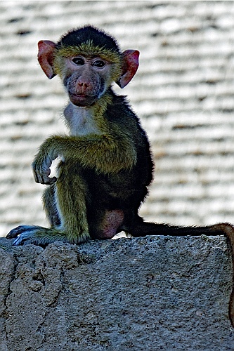 Kenia (197)